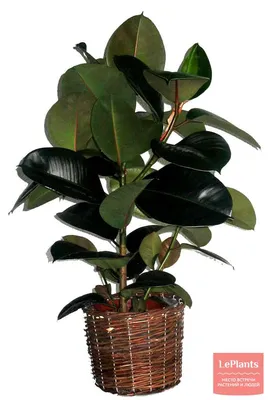 Фикус каучуконосный 'Робуста' (Ficus elastica 'Robusta') — описание,  выращивание, фото | на LePlants.ru