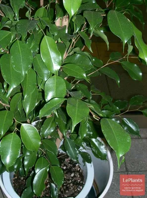 Фикус Бенджамина (Ficus Benjamina) — описание, выращивание, фото | на  LePlants.ru