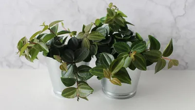 Фикус Бенджамина Даниэль (Ficus Danielle)