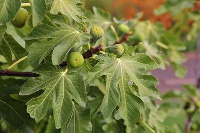 Фикус Бенджамина Твилайт (Ficus Benjamina Twilight)