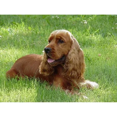 ФИЛД СПАНИЕЛЬ (Field Spaniel)