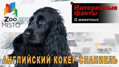 История появления и характеристики породы филд-спаниель | AnimalPaw.ru