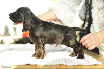 english cocker spaniel, английский кокер спаниель | Cute dogs and puppies,  Cute dogs, Animals