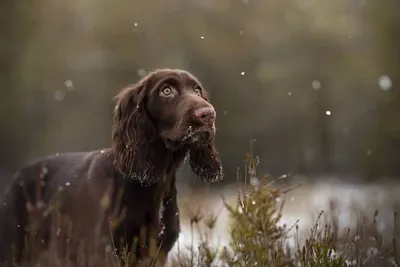 Boykin Spaniel 02 | Охотничьи собаки, Спаниель, Милые собаки