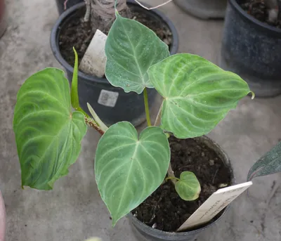 Филодендрон бородавчатый, Philodendron verrucosum, 40см (ID#1739138459),  цена: 550 ₴, купить на Prom.ua