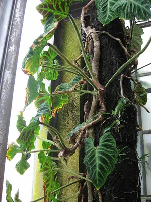 Коллекции растений ЦСБС СО РАН - Philodendron verrucosum Mathieu ex Schott  – Филодендрон бородавчатый