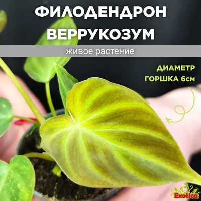 Philodendron VERRUCOSUM (Филодендрон): купить 2 семени c доставкой почтой  🌸 Адениум дома