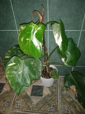 Филодендрон Веррукозум (Philodendron Verrucosum)