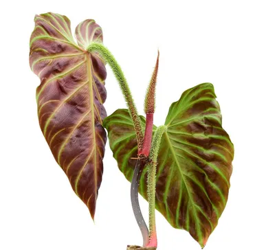 Купить горшок Philodendron verrucosum 15 см - STEKJESBREF.NL