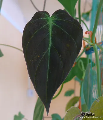 Купить горшок Philodendron verrucosum 15 см - STEKJESBREF.NL