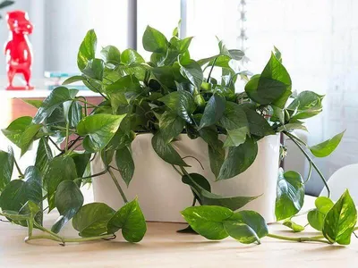 Philodendron verrucosum | Plant leaves, Exotic, Plants