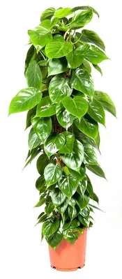 Филодендрон (Philodendron). Уход за филодендроном: содержание и размножение.