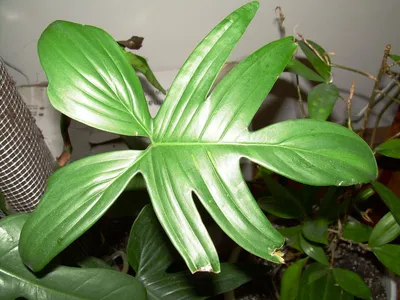 Фотокаталог редких филодендронов для заказа | EXOTIC PLANT Редкие  коллекционные растения