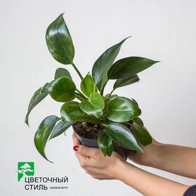 Коллекции растений ЦСБС СО РАН - Philodendron scandens C.Koch et H.Sello –  Филодендрон лазающий (по новым данным Philodendron hederaceum var.  hederaceum)