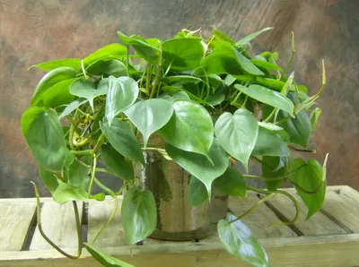 Филодендрон украшенный (Philodendron ornatum) Каталог орхидей -  фаленопсисов, каттлей, ванд, дендробиумов со всего мира от интернет  магазина Ангелок