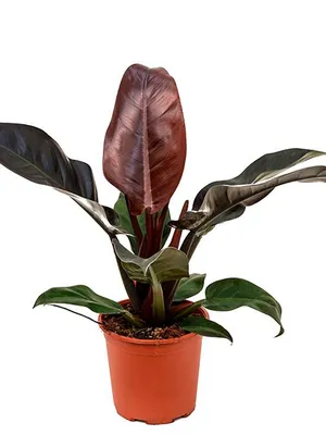 Филодендрон — Philodendron описание и уход на FloralWorld.ru