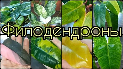 Новости - Предлагаем коллекционные сорта Филодендрона