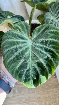 Филодендрон Ред Принц Philodendron Red Prince – Zeebee Market