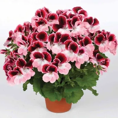 Пеларгонии (Герань) многолетних цветов для дома и сада Пеларгония герань  карликовая Нано Фиолетовая - купить по выгодным ценам в интернет-магазине  OZON (1066739821)