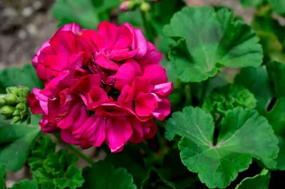 Пеларгония Ю Сиреневый туман/укорененный черенок: продажа, цена в Алматы.  Живые растения, общее от \"Цветы для дома\" - 104832477