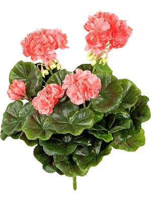 Герань (пеларгония) - «Красивый и полезный цветок.» | отзывы