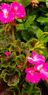 Герань Мелкотычинковая, Небольшой Фиолетовый Цветок Летом Фотография,  картинки, изображения и сток-фотография без роялти. Image 20852951