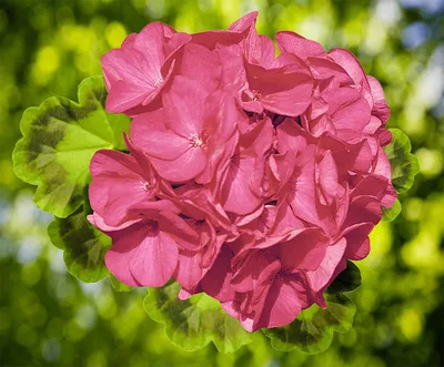 Отзывы Сиреневый Рассвет - Коллекция Пеларгоний - Цветы от Светланы в Лобне