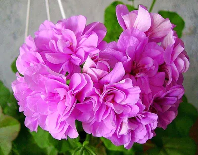 Цветы Герань Фиолетовая ((РО) — купить в городе Новосибирск, цена, фото —  Семена Успеха