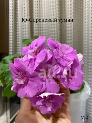 Королевская пеларгония PAC Aristo Lavender (укорененный черенок) (id  106206342), купить в Казахстане, цена на Satu.kz