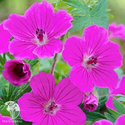 Герань гималайская 'Plenum' (Geranium himalayense 'Plenum')