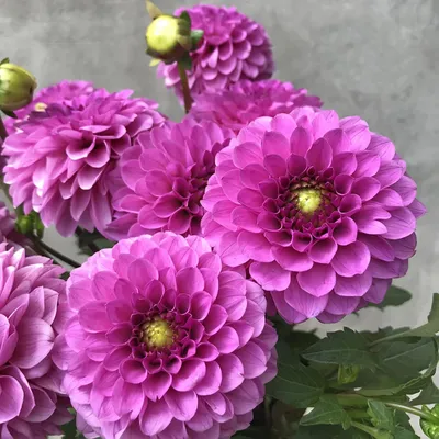 фиолетовые цветы георгины растут в саду, круглый фиолетовый цветок, который  цветет летом в июле и августе фото Hd фон картинки и Фото для бесплатной  загрузки