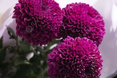 Фиолетовые георгины в саде лета Стоковое Изображение - изображение  насчитывающей цветок, лепестки: 95640389