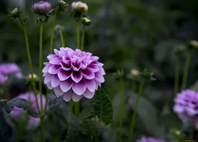 Букет из фиолетовых георгин - заказать доставку цветов в Москве от Leto  Flowers