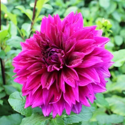 Георгины Цветущий сад ЦС Георгина ОПЕРА - купить по выгодным ценам в  интернет-магазине OZON (835431125)