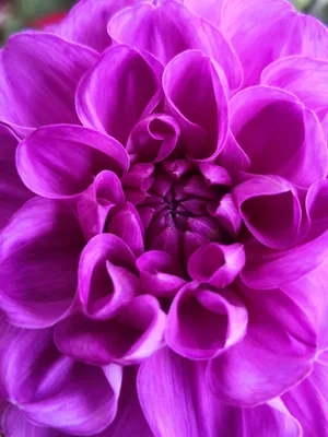 Темные фиолетовые и красные георгины в саде Стоковое Изображение -  изображение насчитывающей парк, расти: 69721607