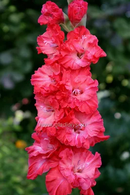 Gladiolus 'Midnight' | Фиолетовый сад, Гладиолусы, Посадка цветов