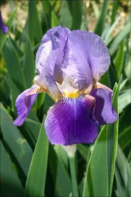 Ирисы - 102 фото самых популярных цветов для сада и огорода | Фиолетовые  цветы, Цветки ириса, Осенний сад