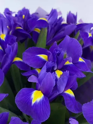 Букеты из фиолетовых ирисов - купить с бесплатной доставкой в Москве |  Интернет-магазин цветов Flower-shop.ru