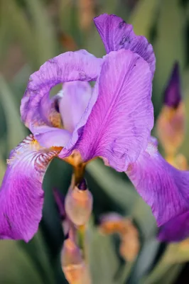 Ирис Ирисы Цветы Фиолетовый - Бесплатное фото на Pixabay - Pixabay