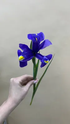 Ирис фиолетовый | Цветы «FlowerAnna»