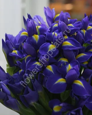 Фотография Двое фиолетовые Ирисы цветок вблизи Черный фон 2800x4200