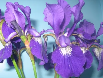 красивые цветущие фиолетовые ирисы на фоне природы Стоковое Изображение -  изображение насчитывающей картина, природа: 258084915