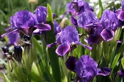 Скачать - Фиолетовые ирисы (Iris croatica) — стоковое изображение |  Нарисовать цветы, Ирисы, Цветы