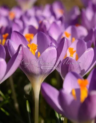 Крокус фиолетовый растет на снегу, весенний цветок. Stock Photo | Adobe  Stock