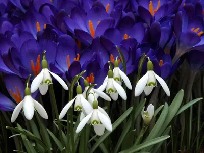 Скачать обои цветы, весна, фиолетовые, крокусы, flowers разрешение  2560x1440 #160385