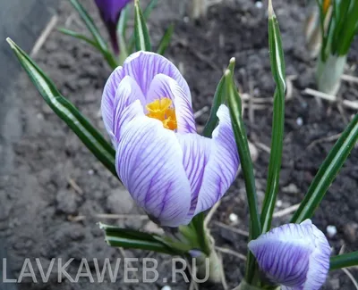 Фотообои Фиолетовые крокусы купить на стену • Эко Обои