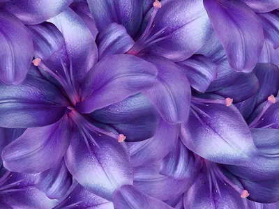 Фиолетовые лилии фото
