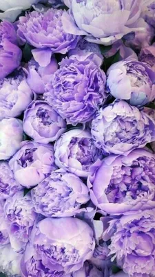 Фиолетовые пионы | купить недорого | доставка по Москве и области