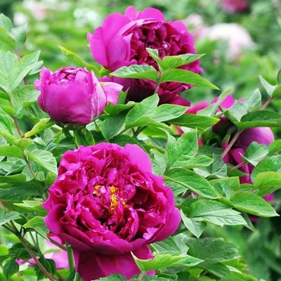Фиолетовые пионы – уникальное украшение сада
