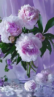Фиолетовые пионы: сорта фиолетового цвета | WDAY